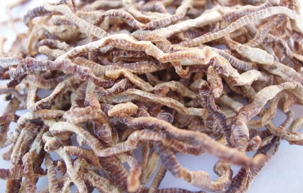 冻干蚯蚓